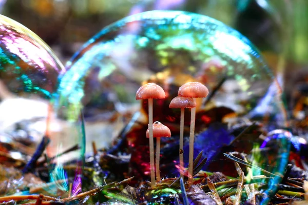 Small forest mushrooms — Stock Photo, Image