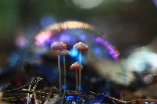 Klein bos paddestoelen — Stockfoto