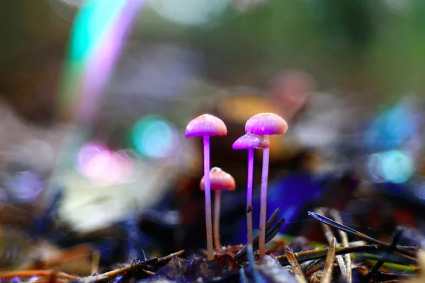 Small forest mushrooms — Stock Photo, Image