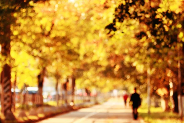 Осенние желтые листья на деревьях — стоковое фото