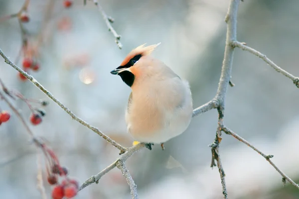 Small bird sitting on tree branch — Stock Photo, Image