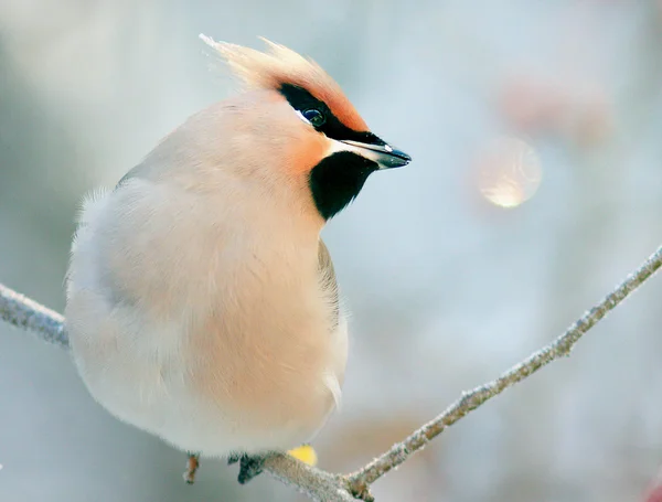 Petit oiseau assis sur la branche d'arbre — Photo