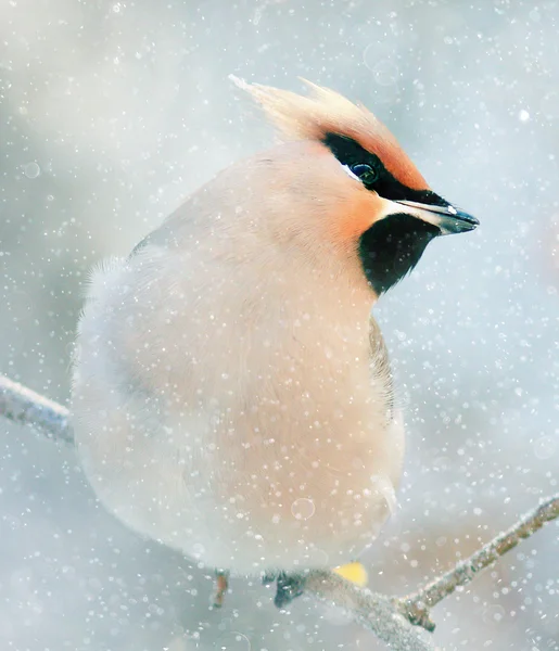 Pequeño pájaro sentado en rama de árbol — Foto de Stock