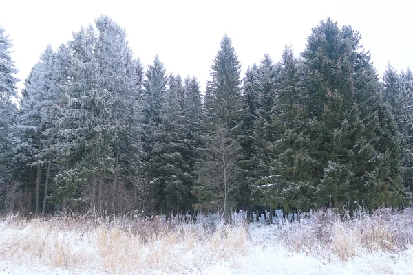 Зимний лес в инее — стоковое фото