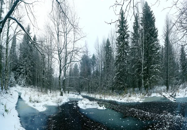 Ormanın içinde donmuş creek — Stok fotoğraf