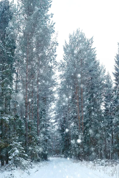 Inverno gelo natura — Foto Stock