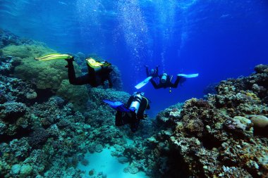 dalgıçlar suyun altında deniz