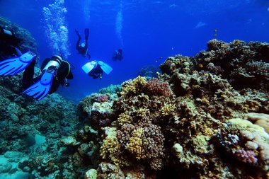 dalgıçlar suyun altında deniz