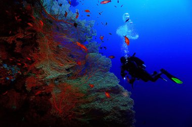 dalgıçlar suyun altında deniz