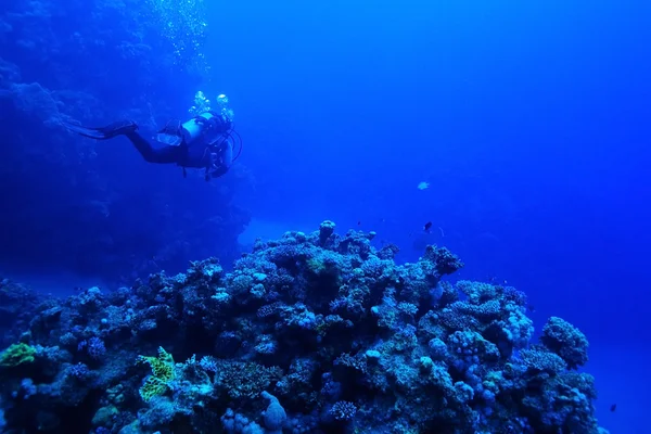 Um mergulhador subaquático — Fotografia de Stock
