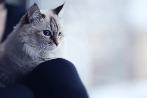 一只猫在窗口中的女孩 — 图库照片