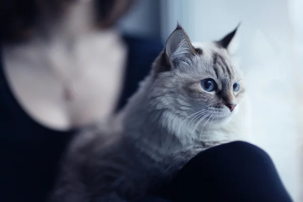 Mädchen mit Katze im Fenster — Stockfoto