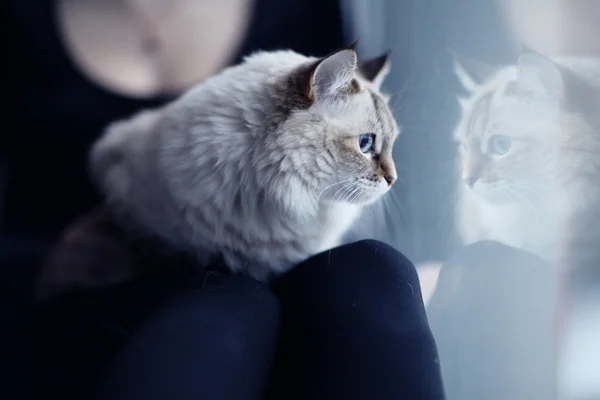 Chica con un gato en la ventana — Foto de Stock