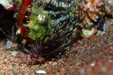 Zebra lionfish balığı