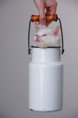 Beyaz sevimli yavru kedi