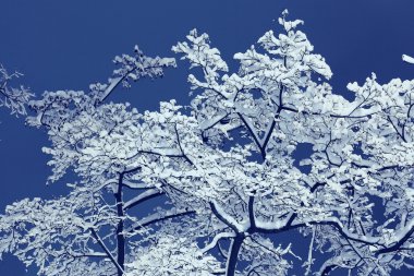 Kış gecesi arka plan