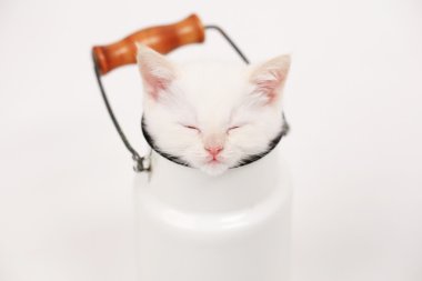 Beyaz İngiliz yavru kedi