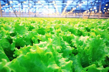 fide ile tarım sera