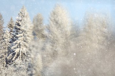 ile kış arka plan bulanıklık orman 