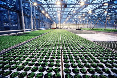 fide ile tarım sera