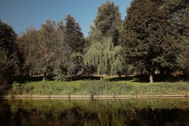 Yaz parkında ağaçlar