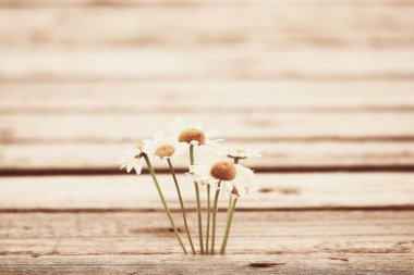 Yaz papatya çiçeği