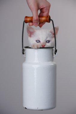 Beyaz sevimli yavru kedi