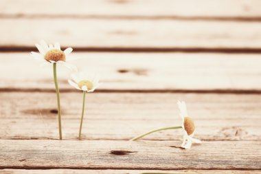 Yaz papatya çiçeği