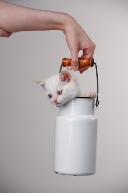 Beyaz sevimli yavru kedi