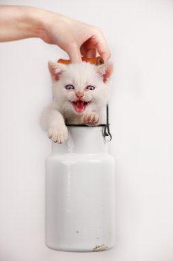 süt de sevimli kedi olabilir