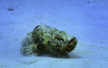 dangerous stone fish  clipart
