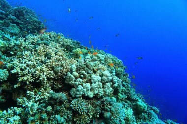 mercan sıcak denizin içinde
