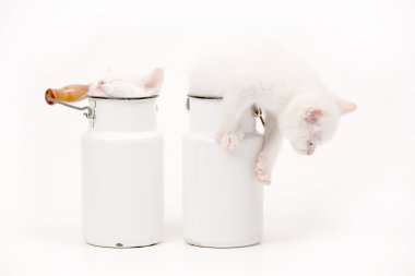 Beyaz İngiliz yavru kedi