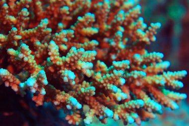 mercan resif sualtı