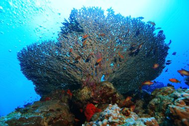 bir mercan kayalığı üzerinde gorgonian 