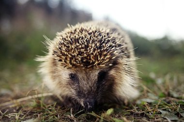 Kirpi baharda uyanır