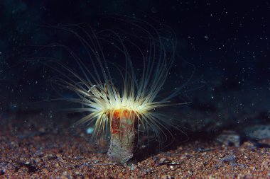 aktinyum arka plan üzerinde mercan