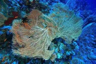 bir mercan kayalığı üzerinde gorgonian 