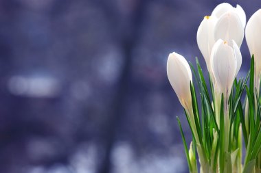 Bahar beyaz çiçekleri