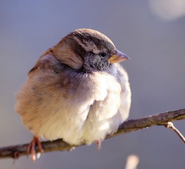 Bir dalda serçe kuşu