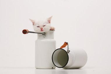 Beyaz İngiliz yavru kedi