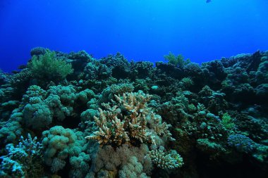 tropikal deniz sualtı 