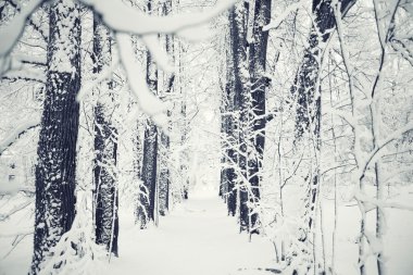 Kış Doğa arka plan