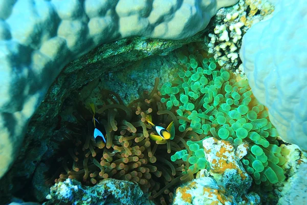 Äste von Korallen unter Wasser — Stockfoto