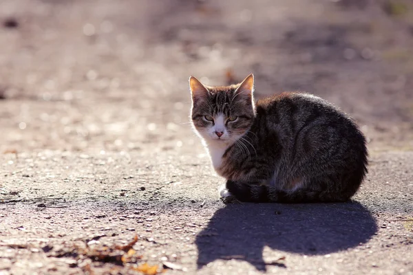 灰色のシベリア猫 — ストック写真