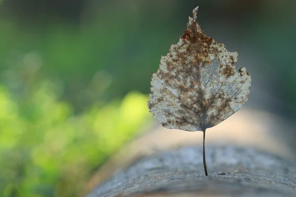 Spring concept autumn — Stock Photo, Image