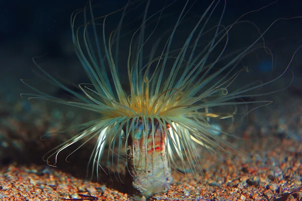 Actinium dier onderwater — Stockfoto