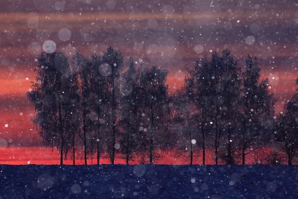 Chutes de neige nocturnes et arbres — Photo