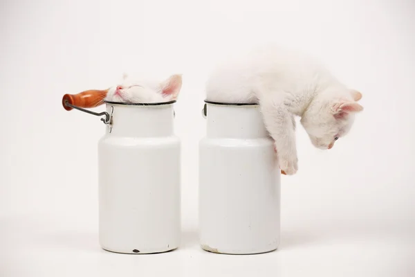 White British kitten — Stock Photo, Image