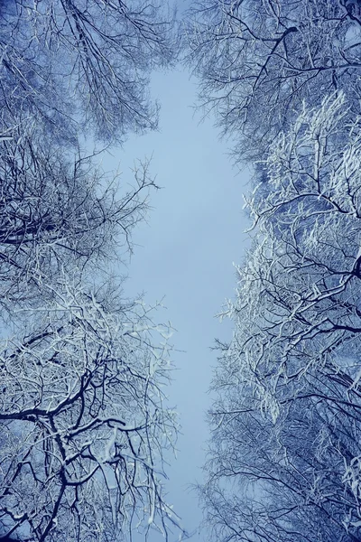 Fondo noche invierno —  Fotos de Stock